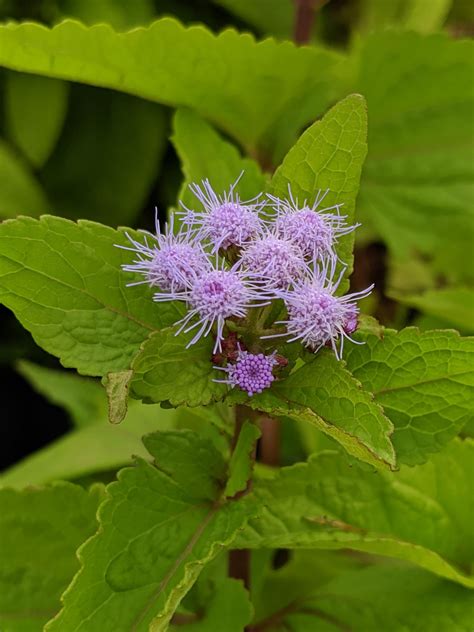 Sow Wild Natives Mist Flower Conoclinium Coelestinum