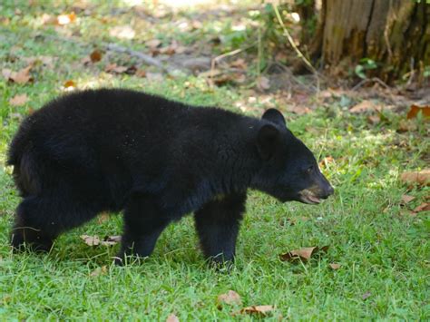 Audubon Zoo's Three Bear Cubs Enjoy New Home