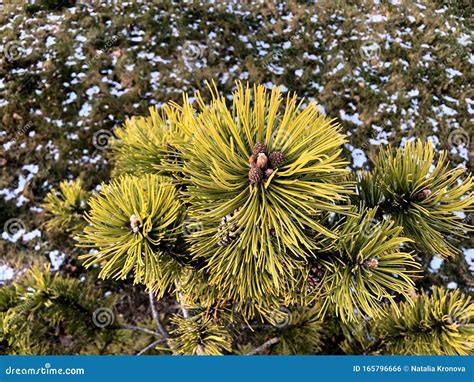 Green Yellow Pine Tree and Pine Cones. Fir Branches with Cones, Long Needles, Park, Autumn ...