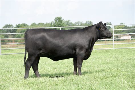 Angus Embryos For Sale Sb10 2706 Sire Buyer