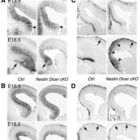 Dicer Ablation Using The Emx1 Cre Nestin Cre And Nex Cre Lines At