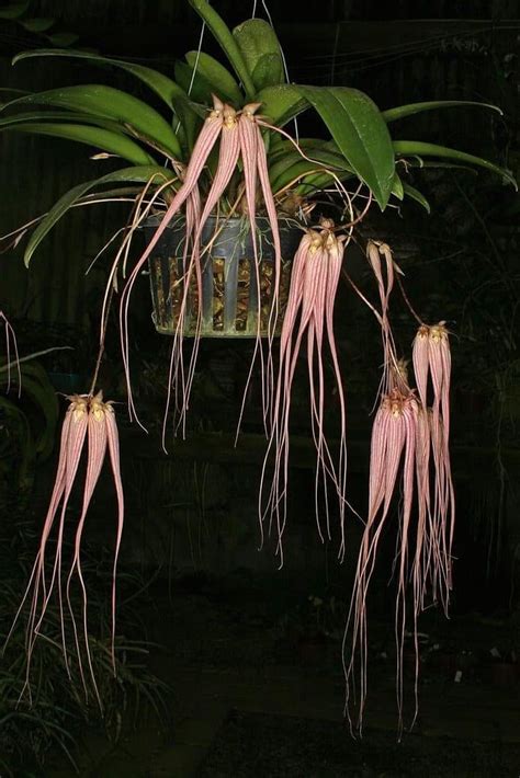 Bulbophyllum Longissimum Furniture Home Living Gardening Plants