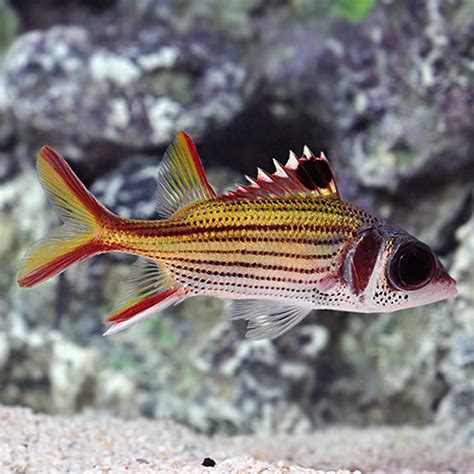 Squirrelfish