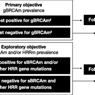 Breakout Study Design Brca Breast Cancer Susceptibility Gene Ct