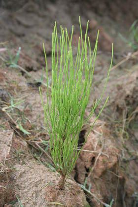 Horsetail Weed Identification