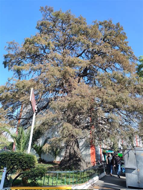 Árboles de la Ciudad de México on Twitter Uno de los ahuehuetes