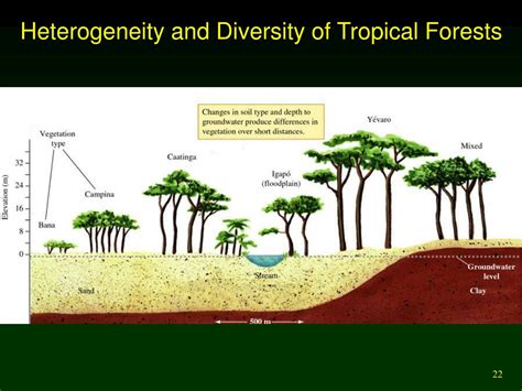 PPT - Species Abundance and Diversity Patterns in Natural Communities