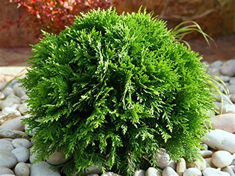 Туя западная «Даника» - купить саженцы в питомнике