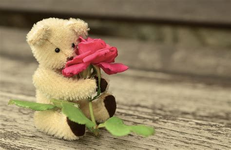 Teddy Bear Rose - Free photo on Pixabay