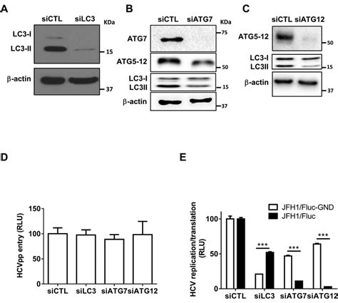 Silencing Of ATG7 Or ATG12 Inhibits HCV Lifecycle AC Huh7 Cells