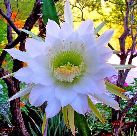 Cereus cactus flower Photograph by Allan Sorokin