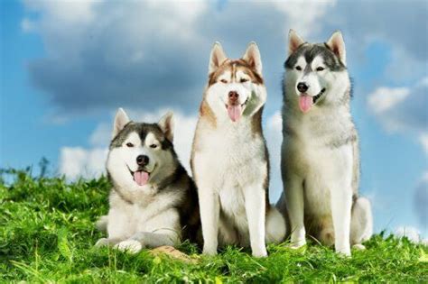 Raças de cachorros que parecem lobos Raça de cachorro Siberian husky