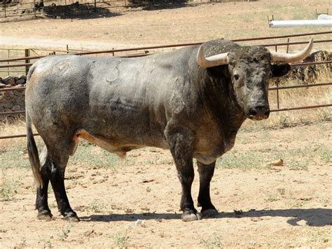 Estos Son Los Toros De Adolfo Mart N Que Se Lidiar N En Vora