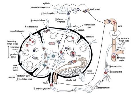 Schematic Drawing Of The Structure Of The Lymph Node And Trafficking