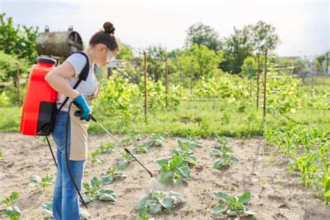 Mustard Cake Fertilizer Uses In The Garden Step By Step Process Plant