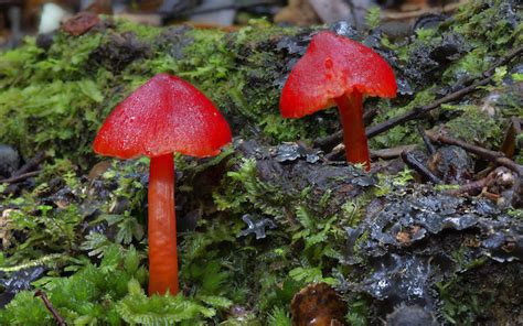 Photographer Continues To Capture The Visual Diversity Of Rare Fungi