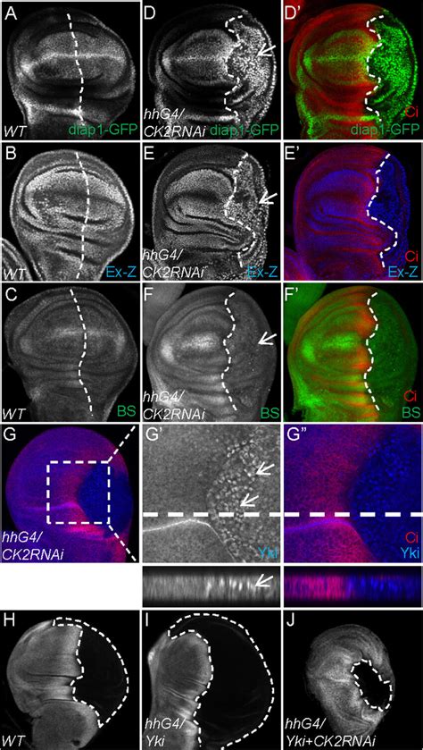 Knockdown Of CK2 Up Regulates Yki Targets Expression In Vivo AF