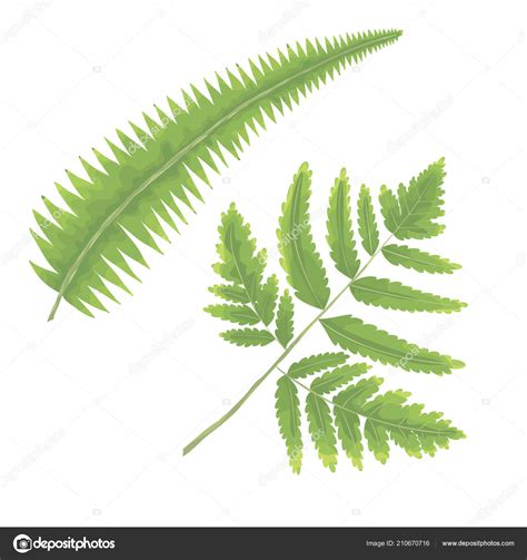 Vector Set Collection Green Forest Fern Natural Leaves Herb Watercolor