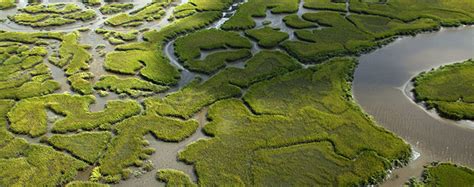 Adopt A Wetland Uga Marine Extension And Georgia Sea Grant