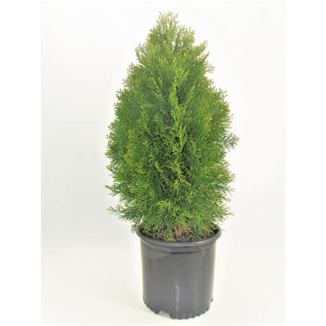 Bell Nursery 7 Gal Smaragd Emerald Green Arborvitae 1 Pack