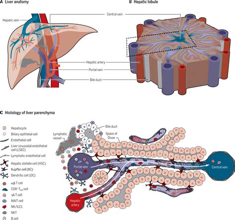 Liver Histology Labeled Kupffer Cells