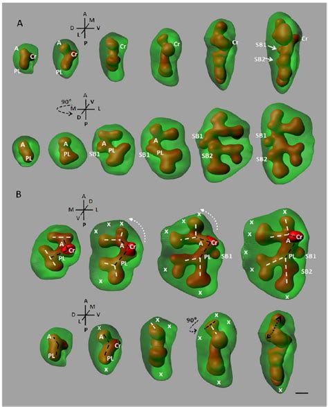 Mesenchyme dynamics effects on the underlying branching architecture ...