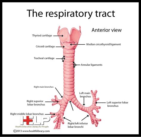 The respiratory tract | Biology facts, Biology diagrams, Anatomy and ...