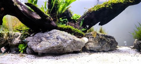 Freshwater Planted Aquarium Aquascape With Live Plants And Driftwood