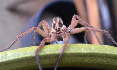 Hobo Spiders Bite And Treatment Pest Control Boise Idaho Pestcom