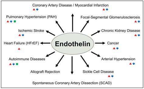 Endothelin The International Conferences On Endothelin