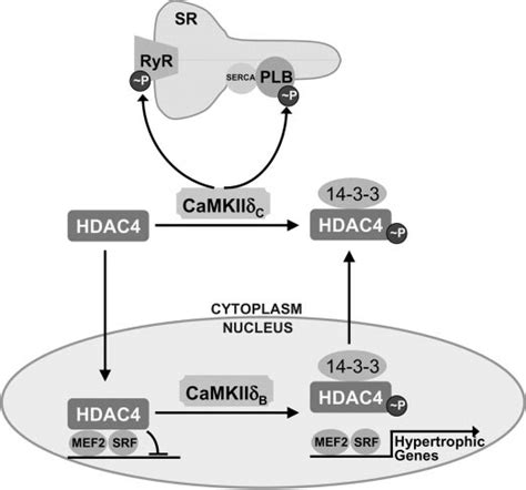 A Schematic Of Cytoplasmic And Nuclear CaMKII In Regulating Ca 2