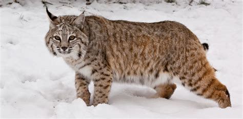 Bobcat Spiritual Meaning and Symbolism | Astrology.com