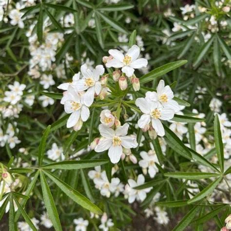 Choisya ternata Aztec Pearl mexikói narancsvirág Florapont