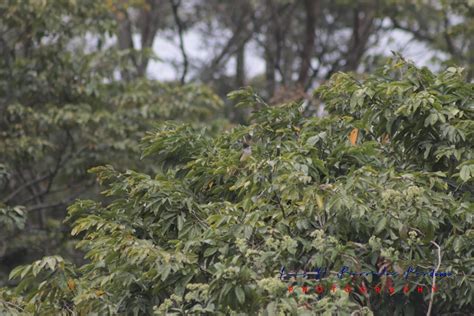 Papamoscas triste desde Reserva Territorial Col Santa Bárbara Ver