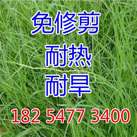 Cynodon Dactylon Lawn Seeds Dwarf Bermuda Grass Seeds Heat Resistant