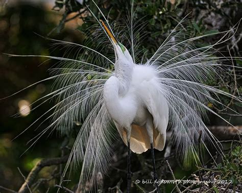 Great White Egret display, just love the feathers! | White egret, Albino peacock, Wildlife