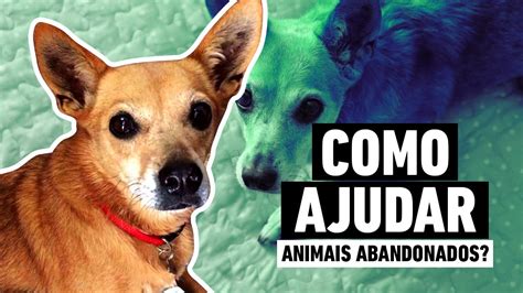 COMO AJUDAR ANIMAIS ABANDONADOS YouTube