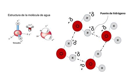 explica la estructura de la molécula de agua y el enlace por puentes de