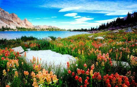 Floral Lakeside Mountain Hd Nature Wallpaper