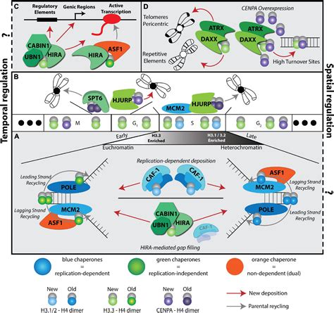 Frontiers Cell Fate Decisions In The Wake Of Histone H3 Deposition