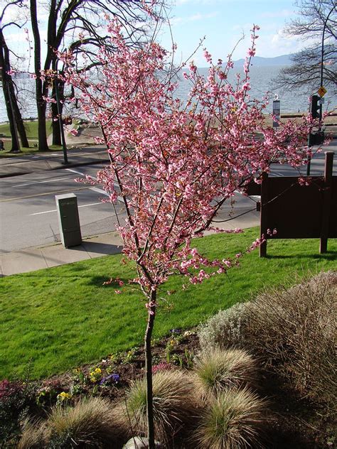 Prunus X Blireiana Blireiana Plum Double Flowering Plum Purple