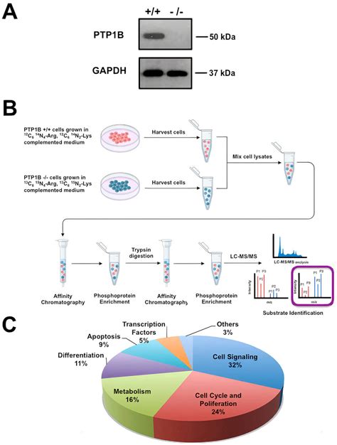 Schematic Illustration Of The Silac Based Quantitative Phosphoproteomic