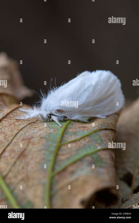 Brown Tail Moth Euproctis Chrysorrhoea Female Uk Stock Photo Alamy