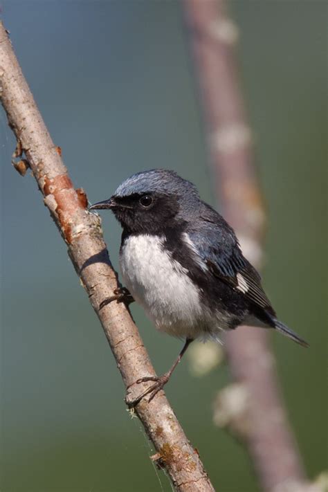 Black-throated Blue Warbler (Setophaga caerulescens)