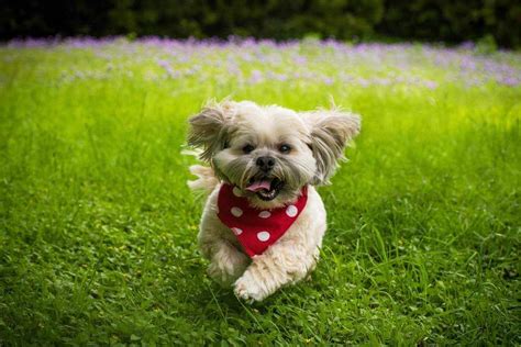 Hemorrhagic Gastroenteritis (HGE) - American Lhasa Apso Club