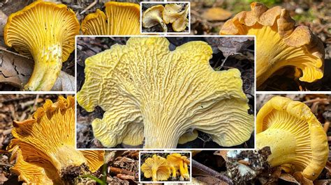 Echter Pfifferling, Blasser Pfifferling, Samtiger Pfifferling ...