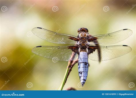 Dragonfly Background Closeup Of Broad Bodied Chaser Dragonfly Male