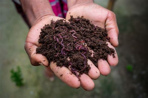 What Is Vermicompost Benefits Uses And How To Prepare It