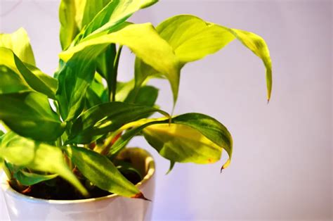 Comment sauver une plante desséchée Conseils et astuces