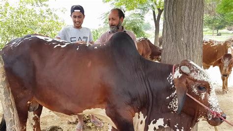 Qurbani Ke Liye Janwar Vlog Youtube